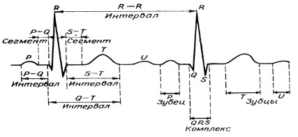Элементы электрокардиограммы и их обозначения Элементы электрокардиограммы и их обозначения