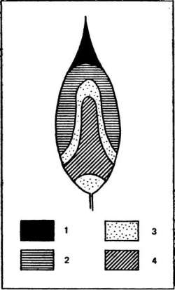 Распределение свинца в листе эвкалипта