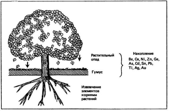 Схема биогенной аккумуляции микроэлементов в гумусовом горизонте почвы (по В. Р. Вильямсу и В. М. Гольдшмидту)