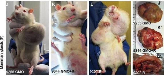 Опухоли у подопытных крыс, вызванные употреблением ГМО кормов